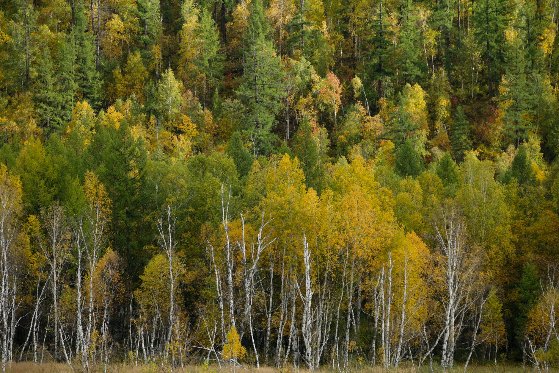 green and yellow trees in a forest